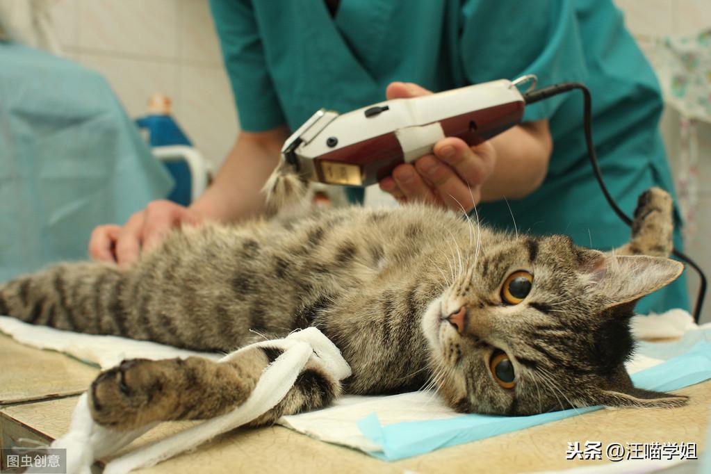 猫腹水吃什么药排腹水,猫腹水什么引起的(帮助猫咪缓解腹水引起的不适)