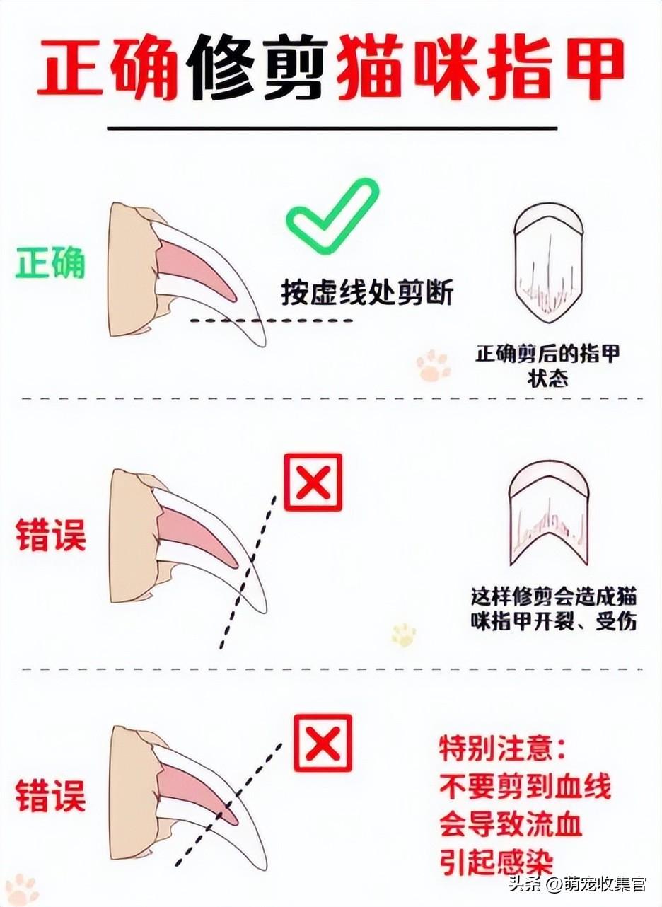 猫咪剪指甲剪出血了怎么办,会不会痛(学会如何正确地为猫咪修剪指甲)