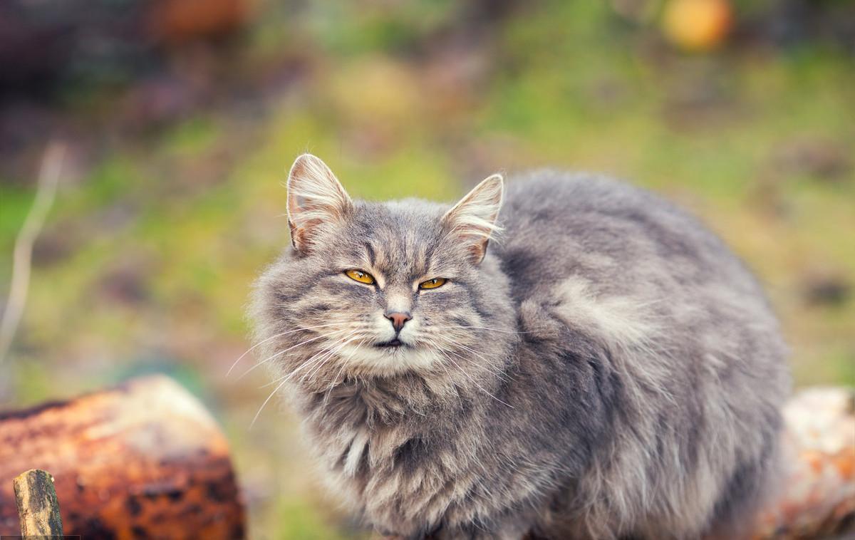 猫咪能吃生鸡蛋吗,吃不吃蛋清(了解给猫咪补充营养的正确方式)