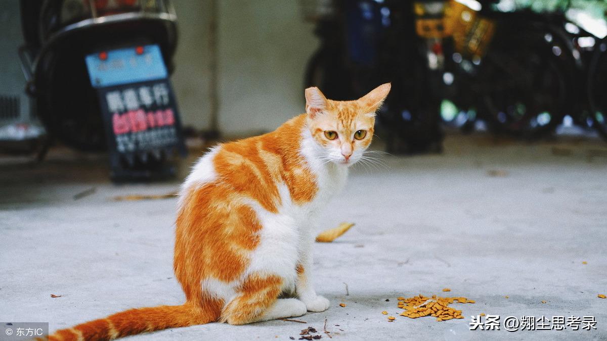 流浪猫吃火腿肠吗,流浪猫吃什么食物(探究流浪猫饮食的危害)