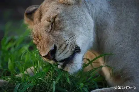 猫不吃猫草怎么办：寻找合适的欣赏兴趣点或食物替代品（多方尝试）