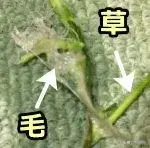 猫不吃猫草怎么办：寻找合适的欣赏兴趣点或食物替代品（多方尝试）