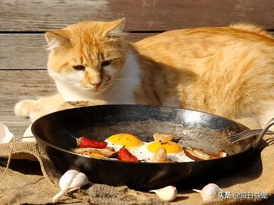 猫喜欢吃什么食物除了猫粮（分享猫咪喜好，提升饲养体验）