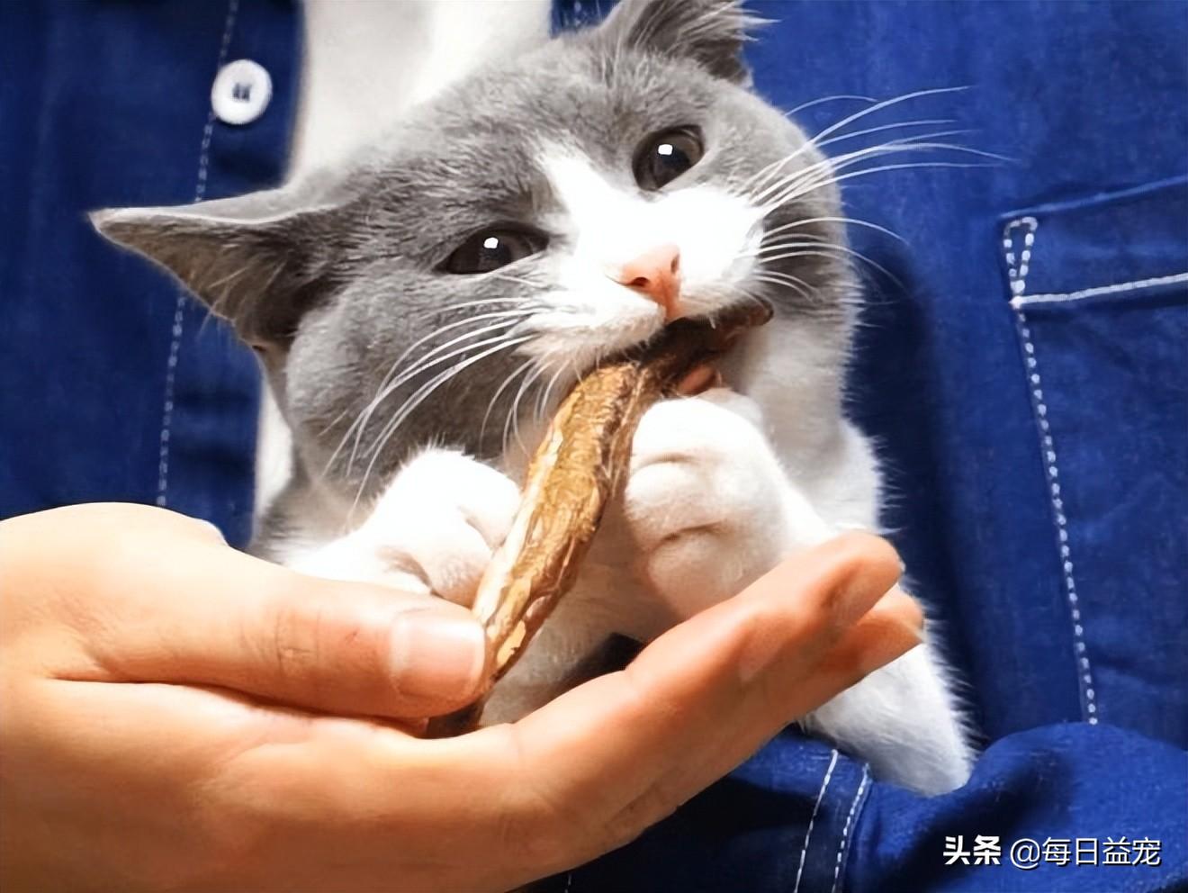 猫喜欢吃什么食物除了猫粮（分享猫咪喜好，提升饲养体验）