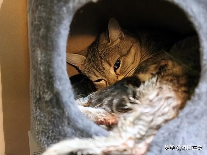 猫喜欢吃什么食物除了猫粮（分享猫咪喜好，提升饲养体验）