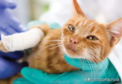 猫咪多大可以洗澡：3个月以上的猫咪较适合洗澡（注意水温和用品卫生）