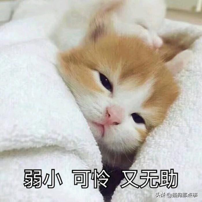 猫咪快生产前几天的症状表现（了解猫咪分娩前的行为）