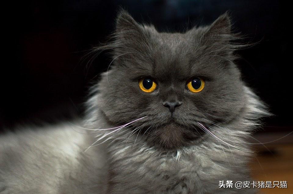 猫咪的胡子有什么用吗（揭秘猫咪胡须的科学功效）