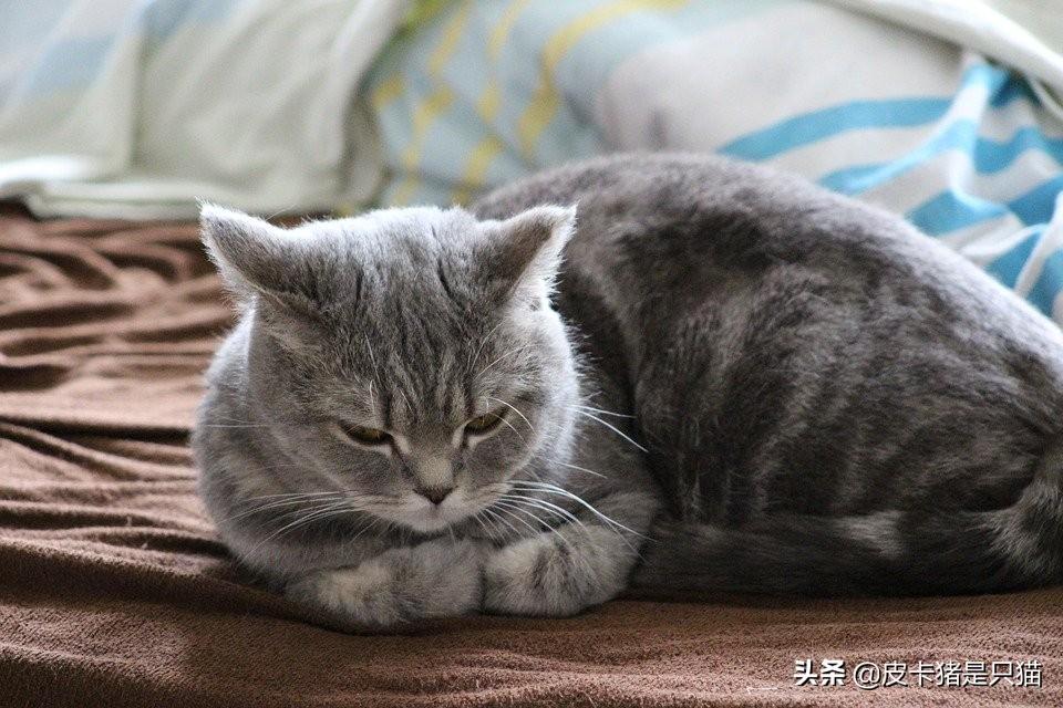 猫咪的胡子有什么用吗（揭秘猫咪胡须的科学功效）