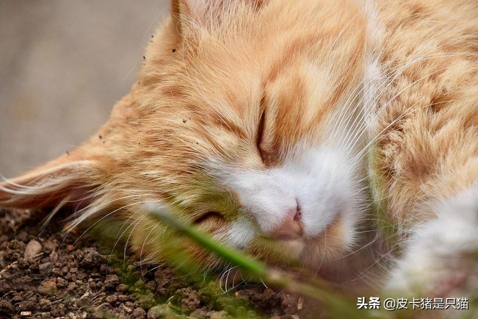 猫咪的胡子有什么用吗（揭秘猫咪胡须的科学功效）