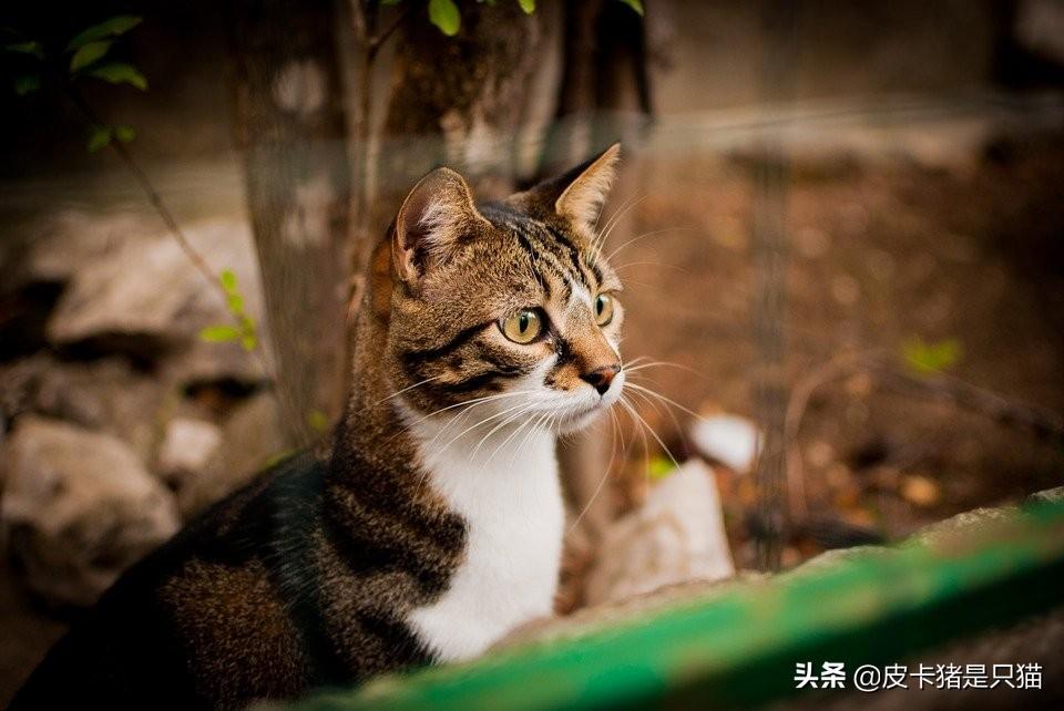 猫咪的胡子有什么用吗（揭秘猫咪胡须的科学功效）