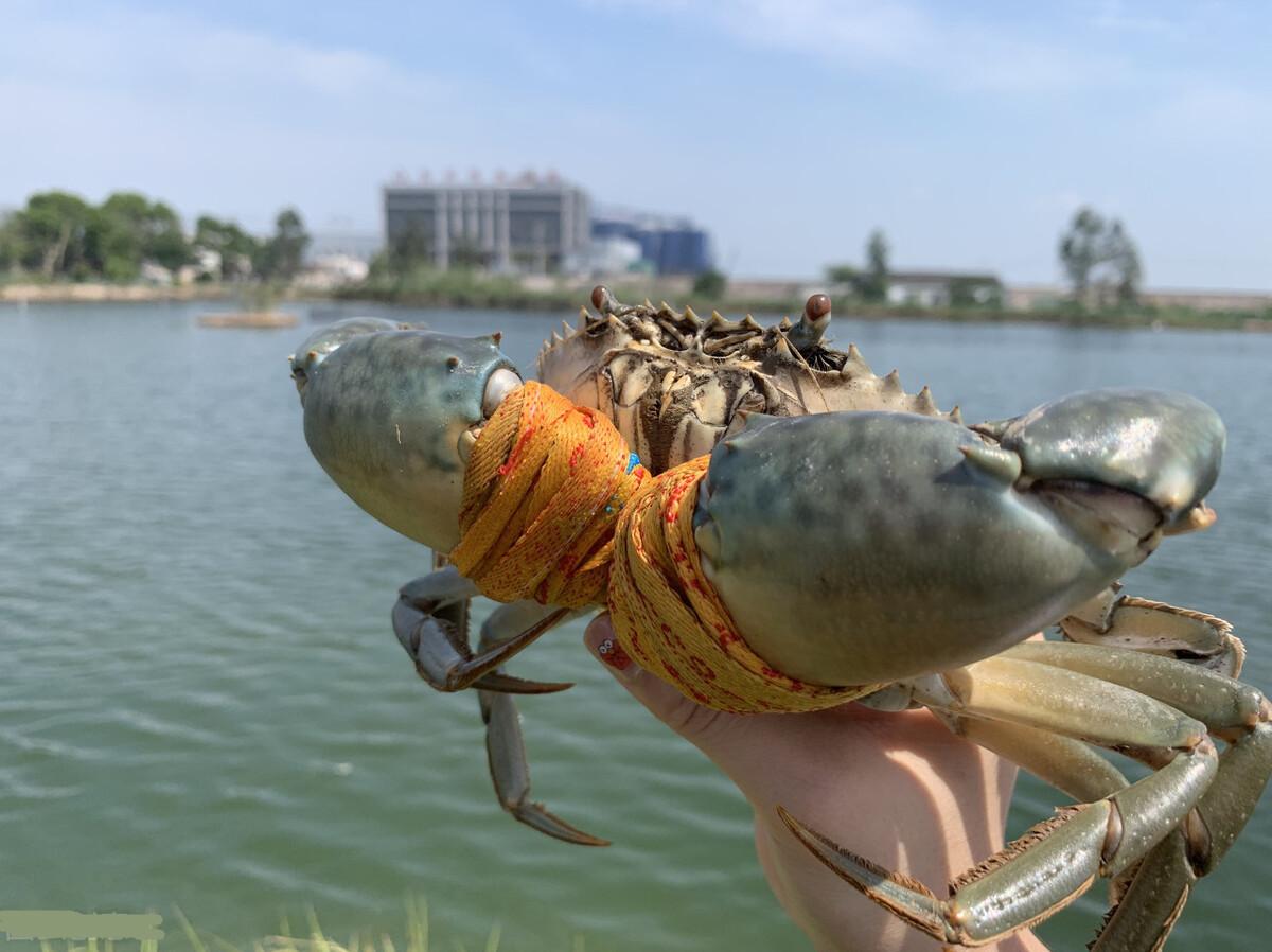 面包蟹怎么吃才正确，面包蟹的做法清蒸几分钟