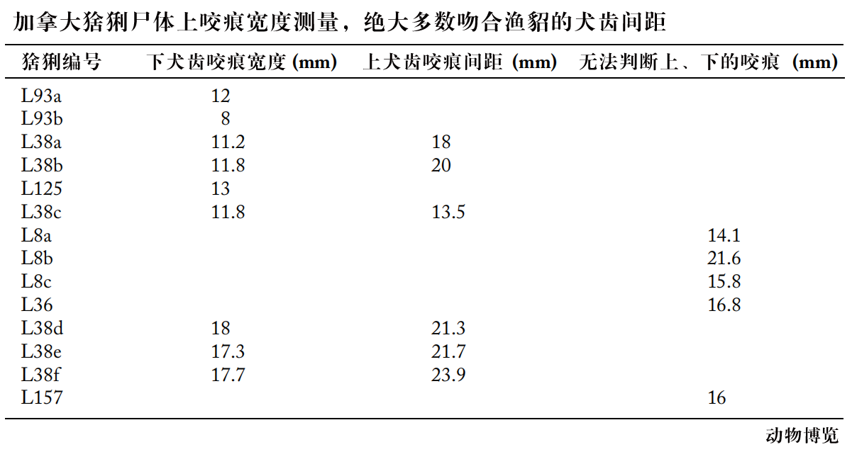 鼬科有哪些动物名字，鼬科是犬科吗还是猫科