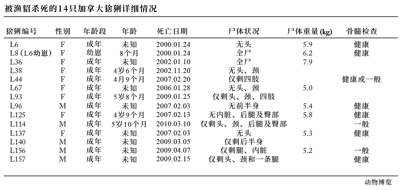 鼬科有哪些动物名字，鼬科是犬科吗还是猫科