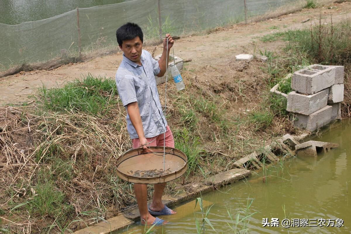 鳅鱼怎么养殖的，泥鳅鱼怎么养殖技术和管理