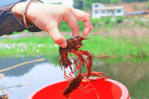 钓龙虾用什么肉最好钓，猪肉钓龙虾效果怎样，什么钓龙虾效果好