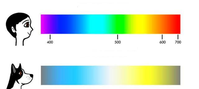 狗能看见什么颜色,能看见不干净的东西吗（掌握狗狗视觉系统特点）