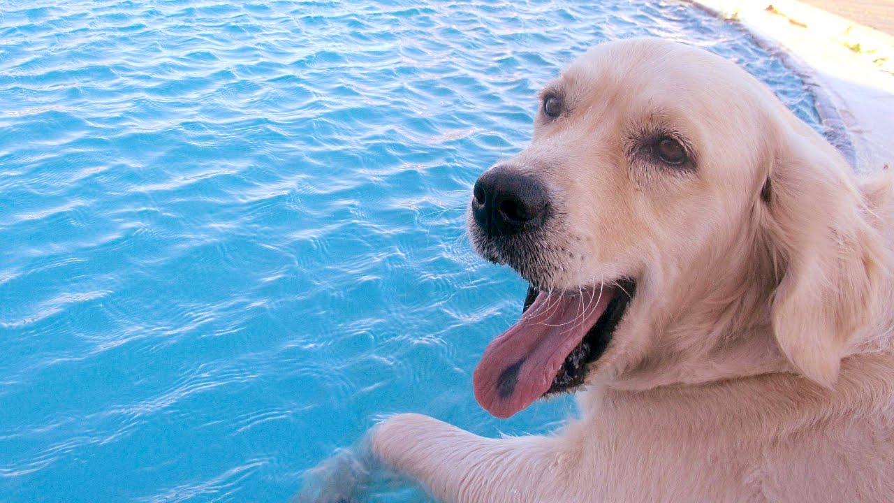 所有狗天生都会游泳吗（了解狗狗游泳技巧及安全注意事项）