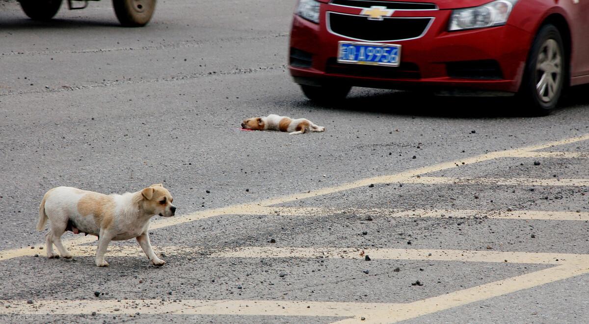 狗被撞了一般多久会死,车主有责任吗（掌握急救方法与事故预防）