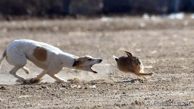 狗和犬的区别獠图片（揭示狗狗和其他种类的渊源）