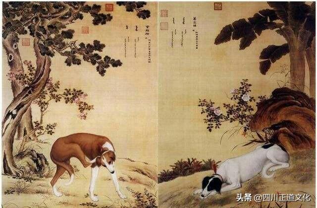 狗和犬的区别獠图片（揭示狗狗和其他种类的渊源）