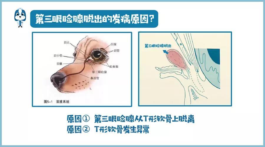 小狗眼角有红色肉突出怎么办,突出原因（了解小狗眼睛问题的处理方法）