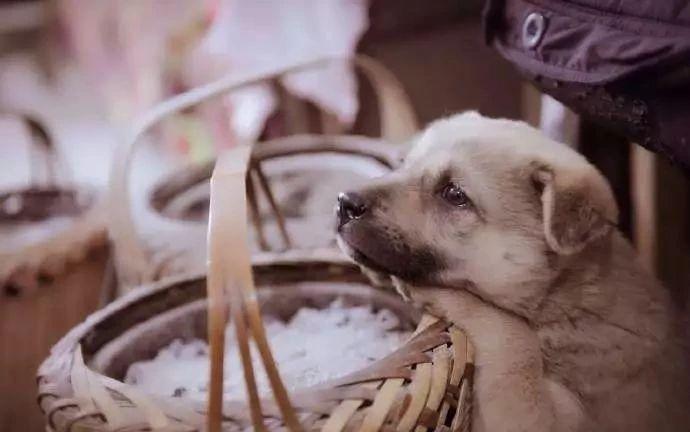 土狗幼犬特征有哪些,土狗幼犬怎么养活（了解土狗幼犬的特性）