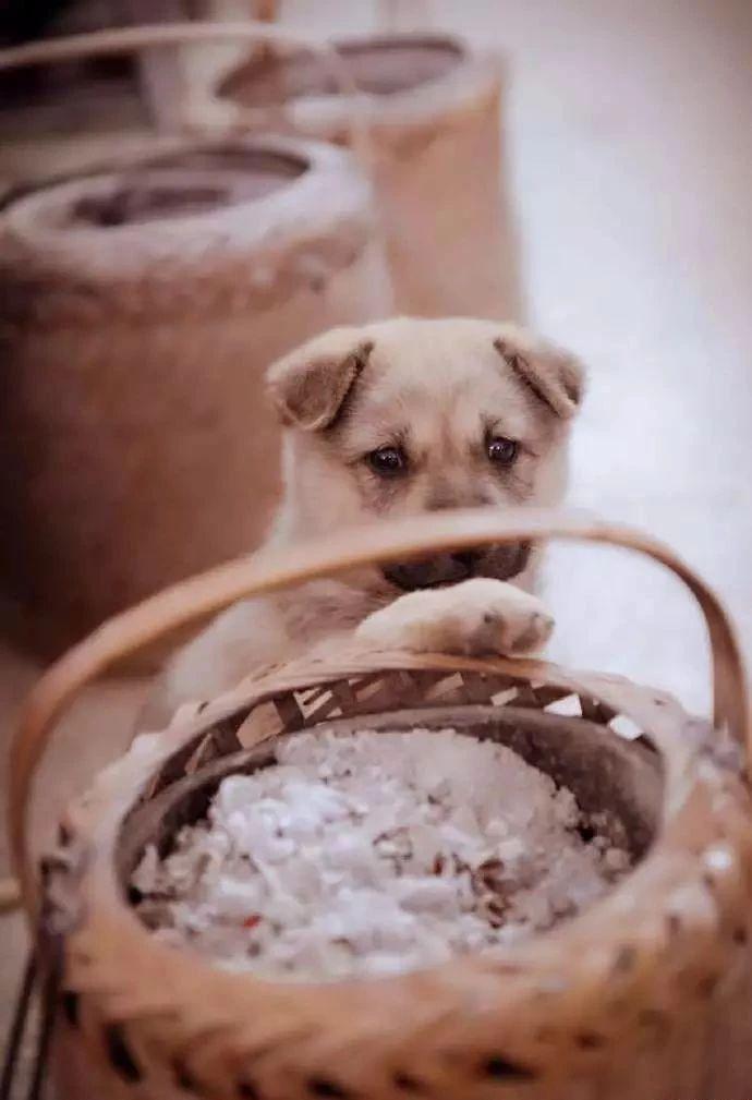 土狗幼犬特征有哪些,土狗幼犬怎么养活（了解土狗幼犬的特性）