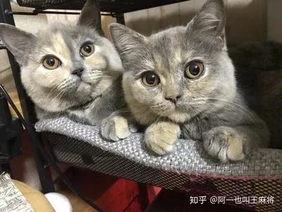 长得很奇怪的猫品种，乳黄色猫咪品种有哪些