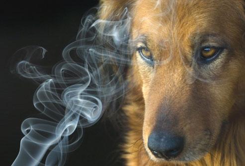 狗狗可以闻无烟蚊香吗有毒吗,会中毒症状（了解狗狗的嗅觉）