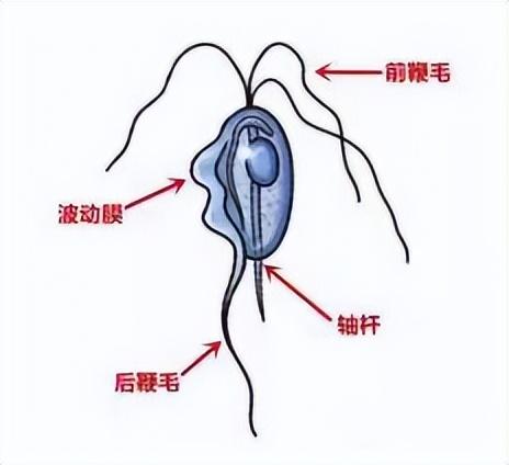 如何判断猫滴虫症状：呕吐、腹泻、贫血等症状（病重时需及时就医）