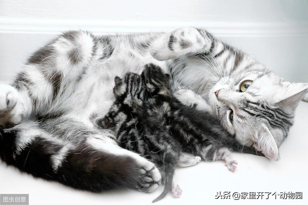 生完小猫的母猫吃什么好消化,母猫生完小猫吃啥（给爱猫最好的营养补给）