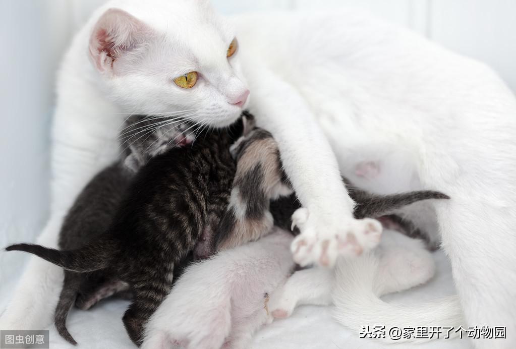 生完小猫的母猫吃什么好消化,母猫生完小猫吃啥（给爱猫最好的营养补给）