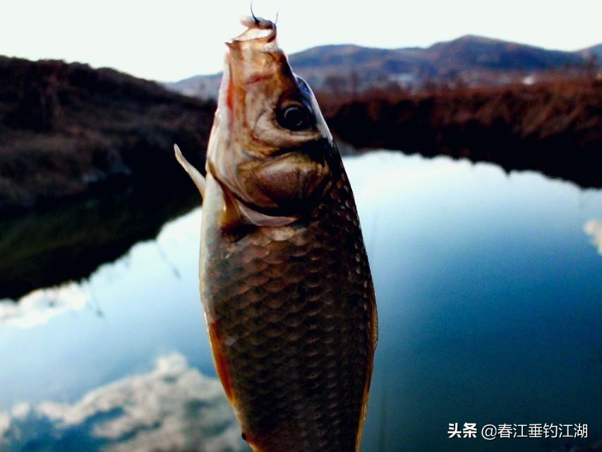 钓鲫鱼方法大全图解图片，钓鲫鱼的技巧和方法,值得一看