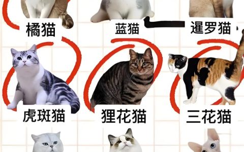 别再猜了！最适合家养的猫排名，这里都有答案！