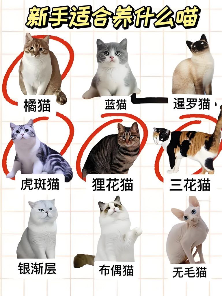 最适合家养的猫排名