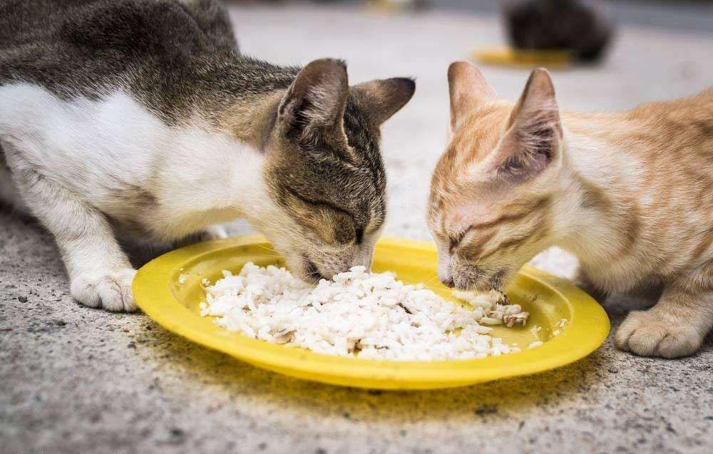 幼猫能吃苹果吗?猫咪能吃什么水果，猫咪的禁忌食物一览表