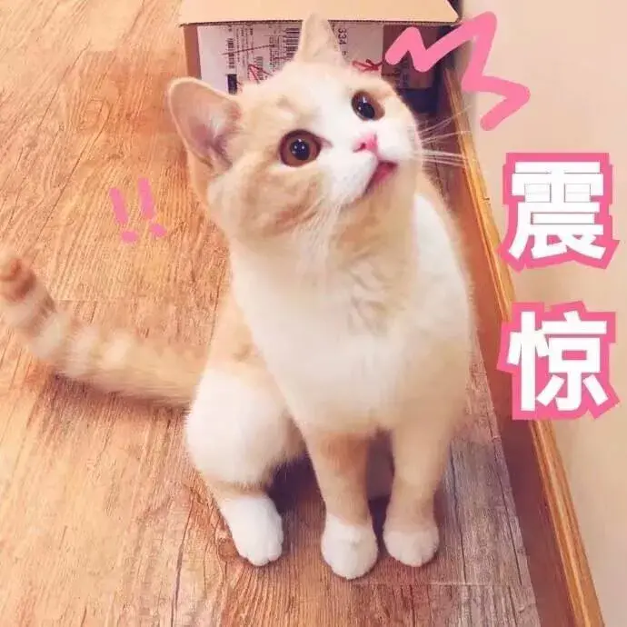 猫咪应激反应的表现什么时候开始,怎么缓解,怎么安抚