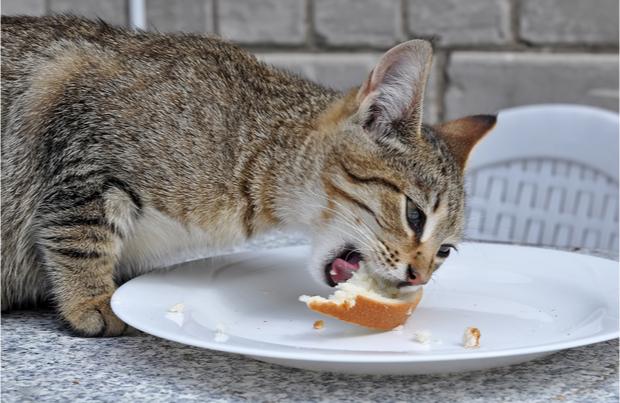 两个月小猫可以吃面包吗？（探究猫咪饮食偏好和适宜食物）