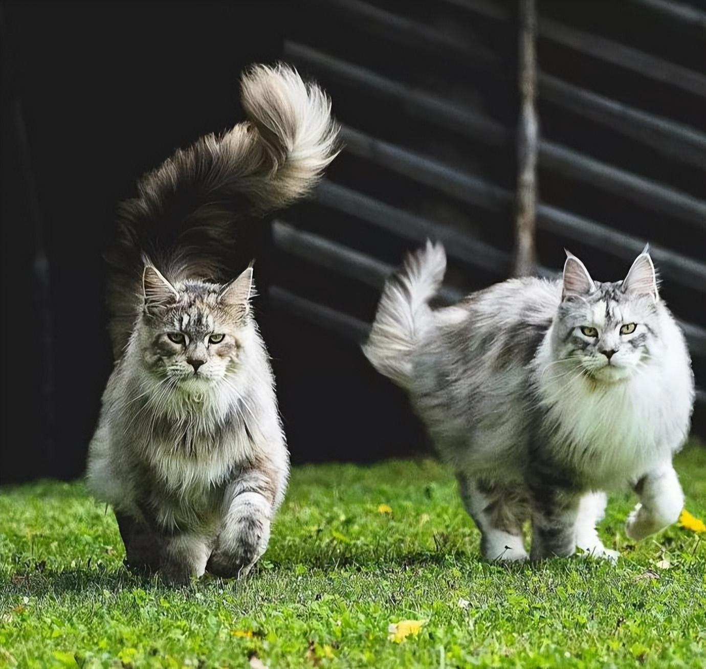 缅因猫怎么分辨是不是串串猫(准宠主对缅因猫的认知贴士)