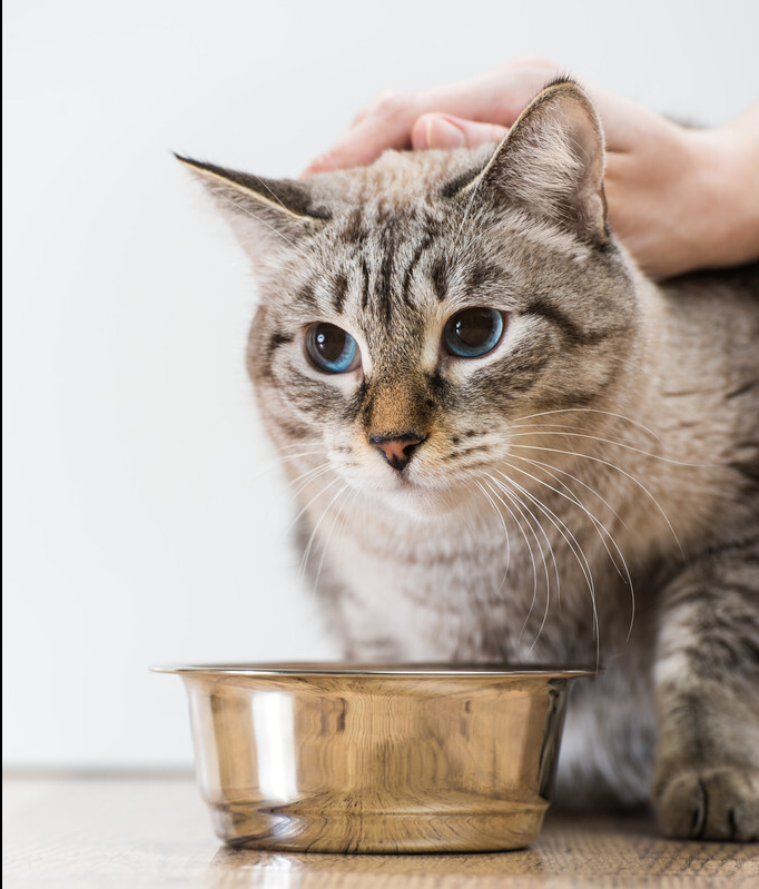 百利猫粮是哪个国家的产品，算什么档次（了解不同宠物粮品牌的产地）