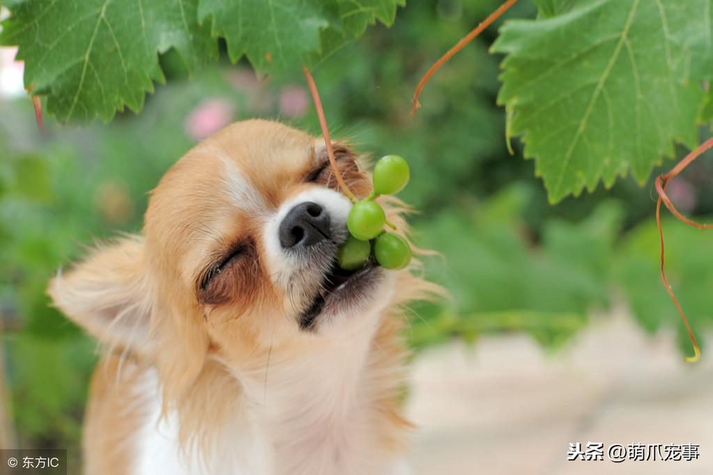 狗不能吃什么水果，狗狗能吃的水果和蔬菜有哪些