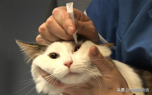 猫眼睛红红的是怎么回事,血了全是红色（清楚了解猫眼睛炎症常见类型）