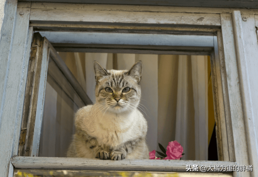 猫被摔了之后变蔫了怎么回事，小猫高处坠落后还能走会死吗