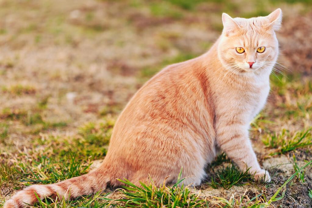 家猫的寿命多少年（掌握家养猫咪健康长寿的秘诀）