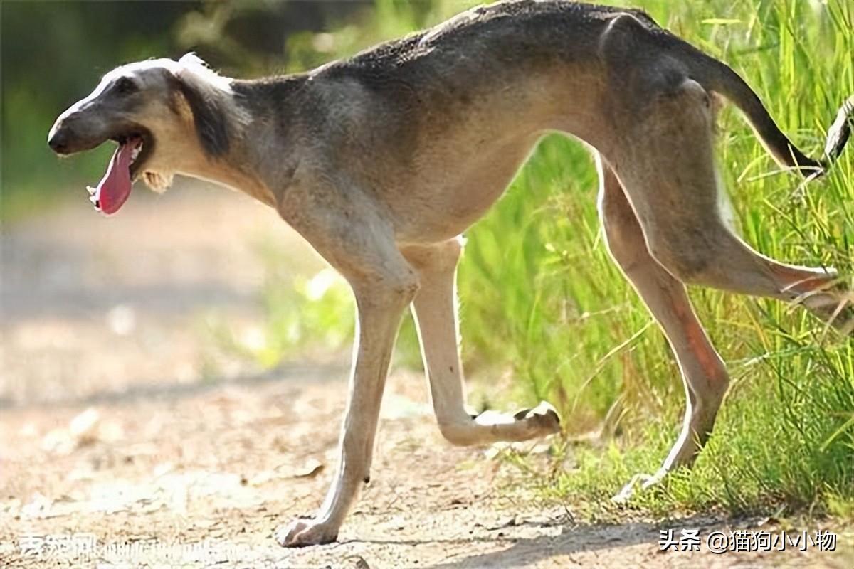 细狗什么品种最好养活，纯种山东细犬图片