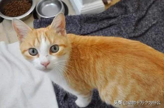 猫多大可以生小猫？不满一岁的猫能生小猫吗（需了解猫的成长规律）