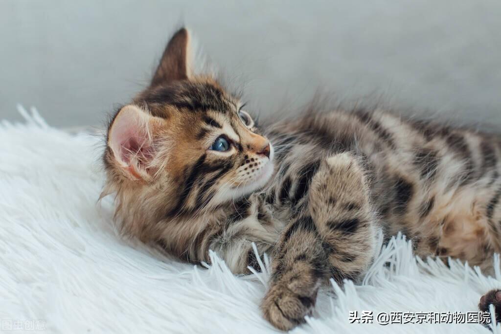 幼猫猫瘟各阶段的表现症状,自愈几率（探究幼猫猫瘟的病情发展过程）