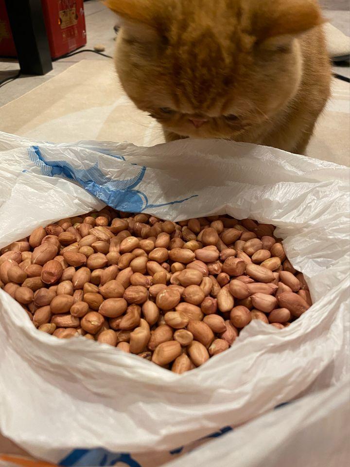 猫可以吃生花生吗有营养吗（了解宠物对坚果类食品的耐受性）