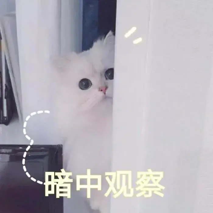 猫咪应激反应的表现什么时候开始,怎么缓解,怎么安抚